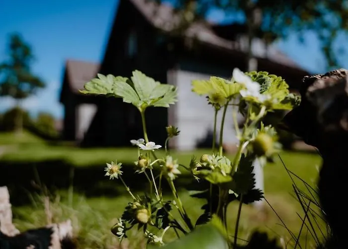 Homes In Harzresort, 度假居